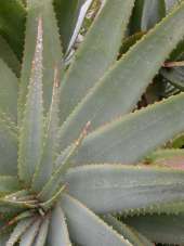 Rosette of leaves