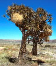 Weavers' nests