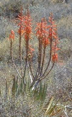 In flower