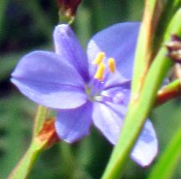 Single flower