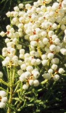 Floers showing peduncles