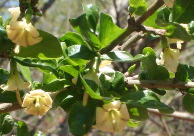 Flowers and leaves