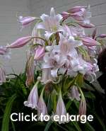 Crinum macowanii